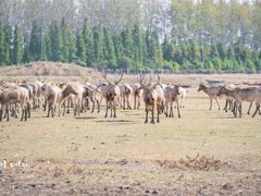 -溱湖国家湿地公园