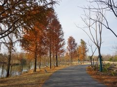 -上海长兴岛郊野公园