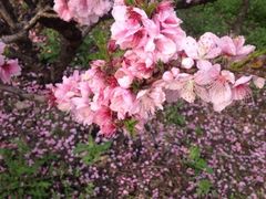 iphone_upload_pic-南汇桃花村