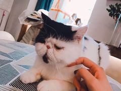 -吉丁鸟咖·异宠·寄养
