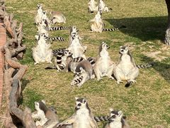 -上海野生动物园