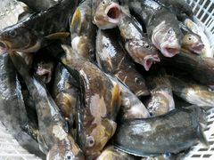 -山东八大碗山东老字号