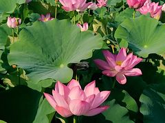 -莲花池公园