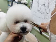 -鑫艺宠物美容培训学校