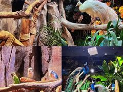-正佳雨林生态植物园