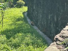 -都江堰中华大熊猫苑