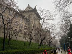 -武汉大学-樱园