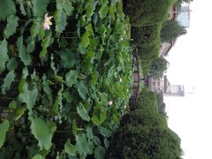 iphone_upload_pic-四川大学(华西校区)