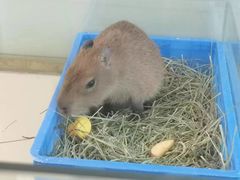 -怪兽屋·羊驼·猫咖·狗咖(俊华广场店)