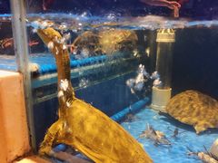 -姜君·千岛湖鱼头馆(浦东大道店)