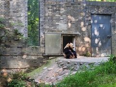 -都江堰中华大熊猫苑