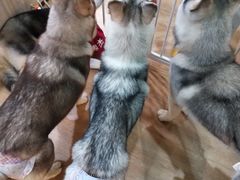 -Husky Go! 哈士奇体验馆·宠物咖啡厅狗咖