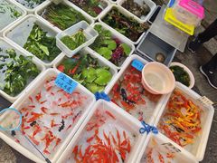 -清平路水族市场