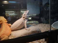 -酷以爬仙阁实体爬宠店·守宫·蜥蜴·专业繁育