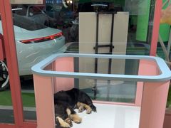 -FAELING PETS美天灵宠物(合生汇店)