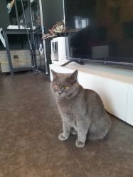 -飛凡TATTOO纹身•原创