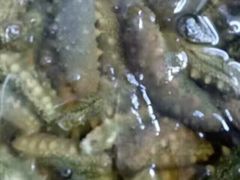 莱州人做的正宗莱州湾海鲜-三乐海鲜水饺馆