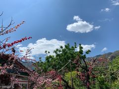 -闻道食府烙饼卷带鱼(原车耳营店原大觉寺店)