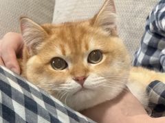 -猫十亿·布偶金渐层·曼基康矮脚猫舍(青年路店)