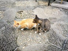 -常熟方塔园
