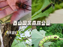 -北京西山国家森林公园