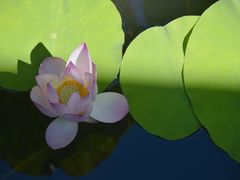 -荔湾湖公园