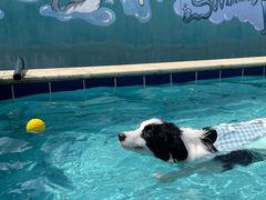 -趣玩宠物乐园寄养训犬训狗游泳池