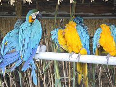 -西霞口神雕山野生动物世界