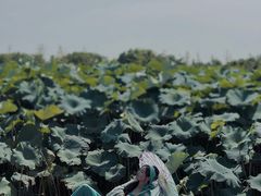 -嘉北郊野公园