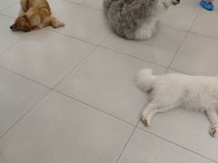 -安格丽娜·狗咖·猫咖羊驼咖(春熙路百盛商场店)