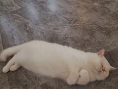 -More Fun猫咖 二十只万元加菲主题