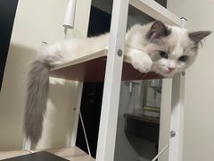 -lincat·猫舍(广州店)