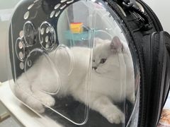 -伟伟宠物医院·瑞派猫友好医院·猫科(光谷店)