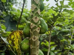 -海南铜鼓岭景区