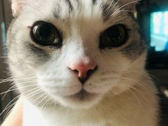 -平行世界·猫咖(首经贸店)