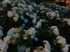-台场海滨公园船码头