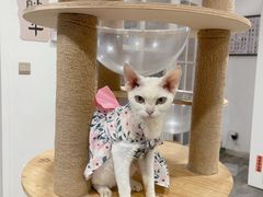 -楼上猫咖(罗湖店)