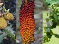 -中国科学院西双版纳热带植物园