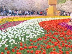 -苏州上方山国家森林公园