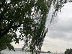 -西湖外事游船(花港观鱼码头)