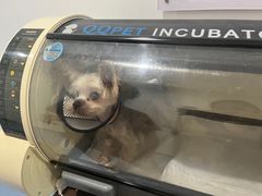 -瑞鹏宠物医院·爱宠堂·骨外专科(西荷分院)