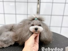 -BABYDOG宝贝狗宠物乐园(欧洲城店)
