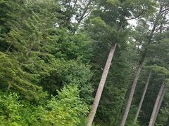 -五营红松林海景区