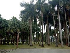 -金花茶公园
