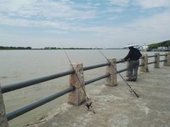 -大湾区中央湿地公园-十九涌