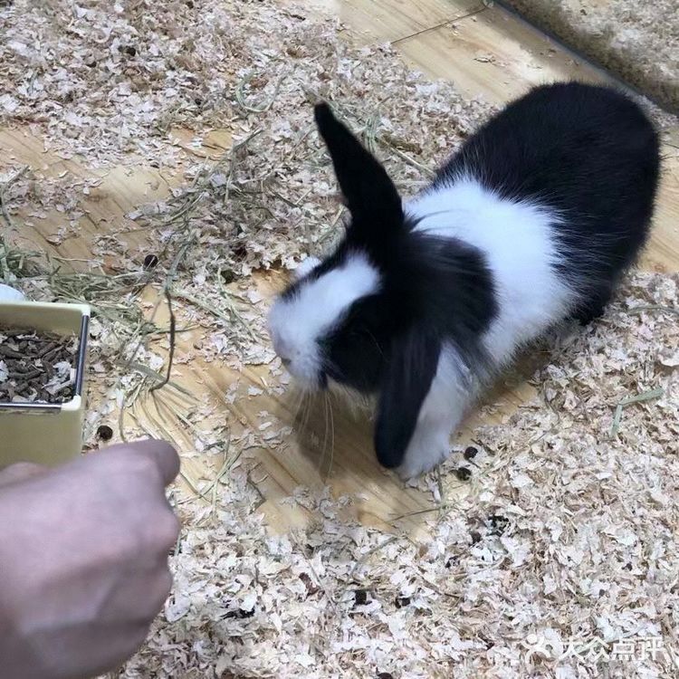 想要带回家的小可爱们！[鬼脸]