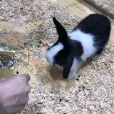 想要带回家的小可爱们！[鬼脸]