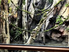 -帕帕拉兹宠物(亚洲旗舰店)