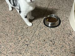 -瑞鹏宠物医院·夜间急症·心超·猫科(祖庙分店)