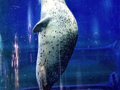 -海合安武汉极地海洋公园